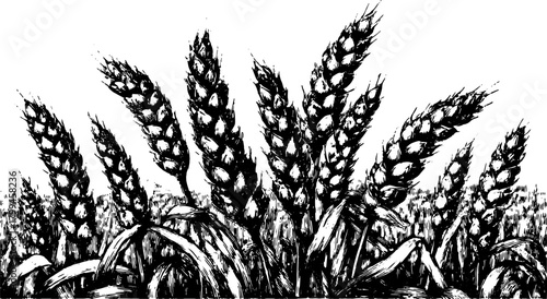 Wheat plant illustration in black and white. Detailed vector graphics showcasing natural crop texture in a simple design set.