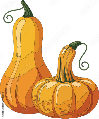 Two orange vector gourds with green stems isolated on a transparent background for autumn and harvest themes