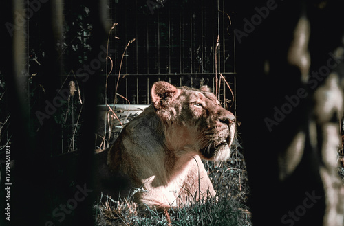 Canvas Print Lion in the zoo.