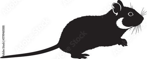 Black and white rabbit and squirrel animal vector cartoon illustration design