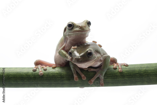 
Two Green Tree Frogs Perched on a Branch with White Background