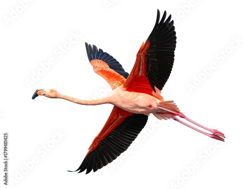 A vibrant, pink flamingo soars against a pristine white backdrop, showcasing the bird's outstretched wings in flight