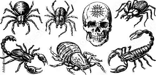 Engraved skull, spider, and scorpion illustration set in a vintage hand-drawn style. Black outline vector art showcasing insects and arachnids.