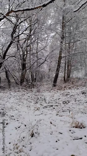 A walk in a snowy winter forest with frost-covered trees and a peaceful natural landscape
