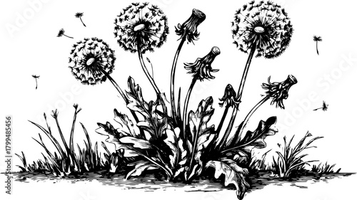 Dandelion flower illustration in vintage style. Detailed line drawing of wild plants, highlighting nature in black and white vector format.