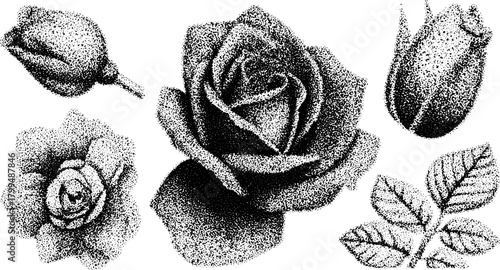 Rose silhouette in black engraving style. Vintage floral illustration featuring leaves as part of an intricate vector set.