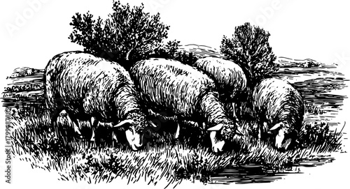 Sheep grazing in a rural landscape. Vintage black and white outline drawing, depicting a pastoral scene. Vector illustration.