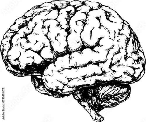 Brain illustration in vintage style. Detailed line drawing and outline vector set suitable for education or medical resources.