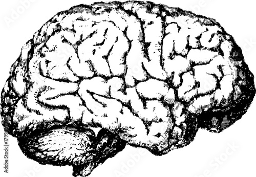 Brain engraving in black outline style. Detailed vector illustration showcases the vintage concept of intellect and thought.