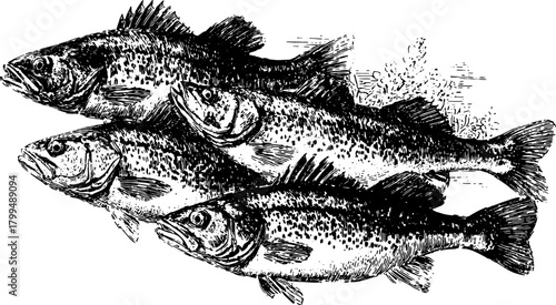 Fish engraving in black line art style. Detailed vector illustration showcasing aquatic life in a classic set, emphasizing vintage techniques.