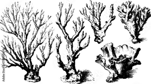 Vintage coral illustrations in black outline. Hand-drawn aquatic designs form a decorative vector set.