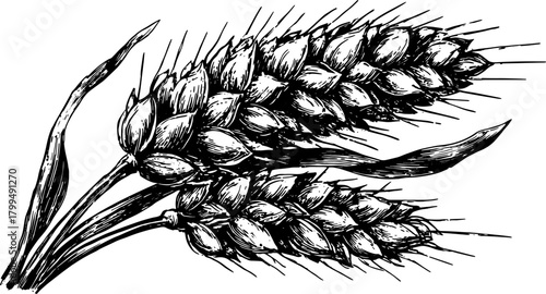 Wheat grain ears in a detailed ink sketch set. Black and white vintage vector illustration.