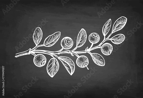 Blueberry branch chalk sketch.