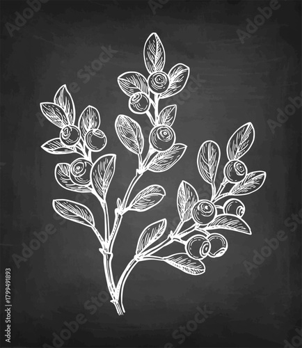 Blueberry branch chalk sketch.