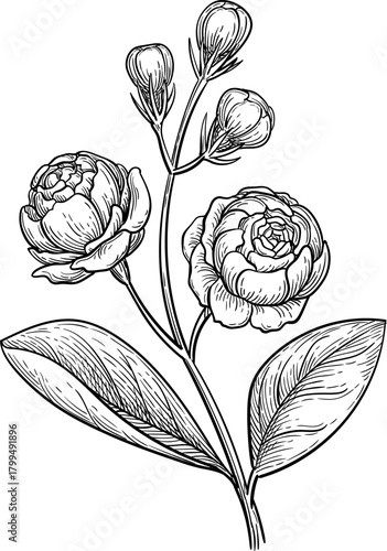 Jasmine Sambac Grand Duke of Tuscany ink sketch.