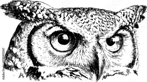 Owl wildlife portrait in black and white. Detailed vector illustration showcasing feathers and facial expression in a realistic style.