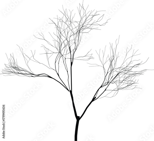 Tree silhouette vector illustration of a bare leafless tree with branches