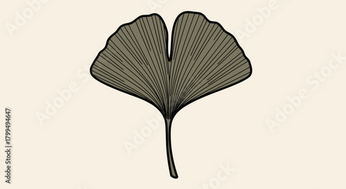 A detailed vector illustration of a single ginkgo biloba leaf, with its iconic fan shape and intricate veining. This botanical art is isolated on a neutral background