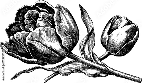 Vintage black and white outline drawing of tulips. Detailed floral illustration set in classic and realistic style, vector design.
