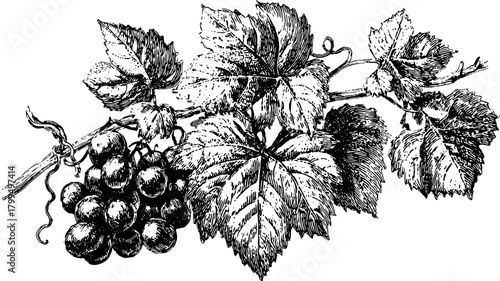 Grapes and leaves in a detailed black engraving style. Vintage vector illustration showcasing a natural vine set.