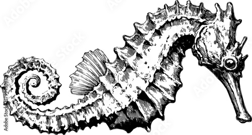 Vintage seahorse engraving illustration in black line drawing style. This artwork is perfect for decorative vector art, highlighting exquisite details of the coastal creature.