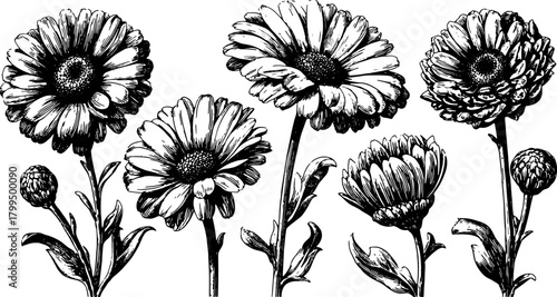 Black and white outline flowers in a vintage drawing style. Floral illustration set with detailed engravings presented as vector design.
