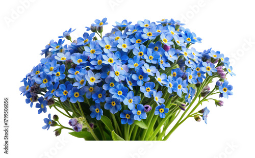 Beautiful bouquet of delicate forgetmenot flowers on a clean white background