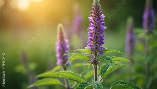 Fototapeta Naklejka Na Ścianę i Meble -  Purple Korean mint flowers bloom in a sunlit garden. Green leaves and stalks show texture. This aromatic herb attracts pollinators in summer. Natural beauty with soft light.
