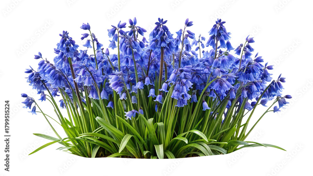 Obraz premium Beautiful vibrant bluebell flowers with lush green foliage in a natural setting