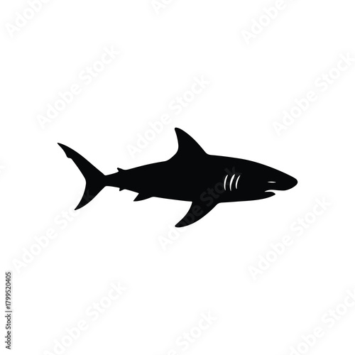 Great white shark vector illustration on white background