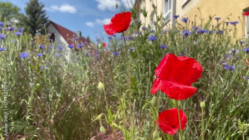 Close-up of red poppies in a field. The red poppy is a symbol of memory of the victims of military conflicts. High quality FullHD footage