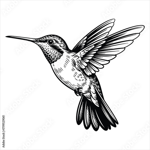 Hummingbird in flight elegant black and white engraving illustration isolated on white background, Vector, illustration