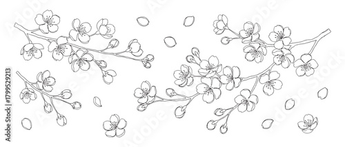 A black and white drawing of a branch with blossoms and leaves. Concept of serenity and calmness, as the delicate flowers and leaves are depicted in a simple and elegant manner