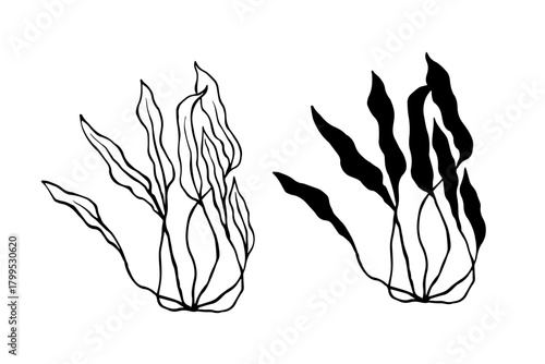 Line sketch, silhouette of sea plants, algae. Simple botanical elements. Vector graphics.