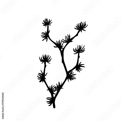 Botanical silhouette of a coniferous tree branch. Vector graphic.