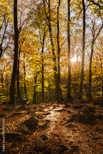 Hayedo en otoño. Fageda d'en Jordà, Olot. Árboles de colores amarillo, rojo y verde. Hojas caídas en el camino. Catalunya, España.