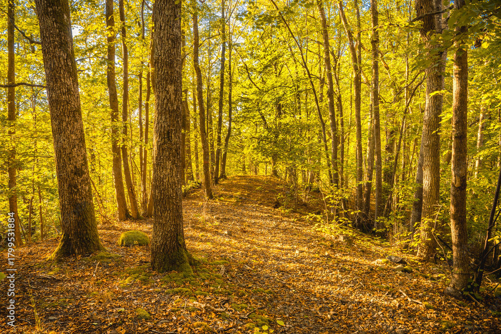 Obraz premium Autumn in the forest with big trees