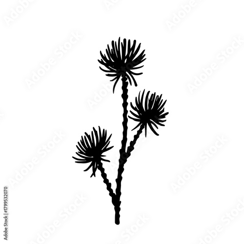 Botanical silhouette of a coniferous tree branch. Vector graphic.
