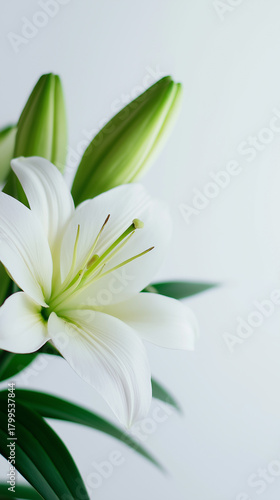 A white lily in bloom stands beside two green buds against a soft light background.