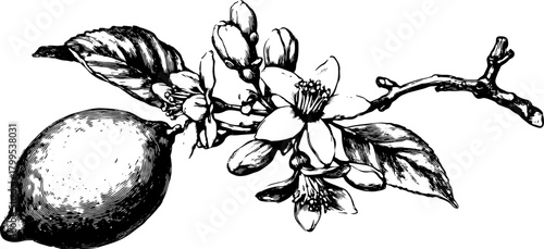 Lemon and flower branch engraving set. Vintage line drawing illustration featuring intricate details in black and white vector format.