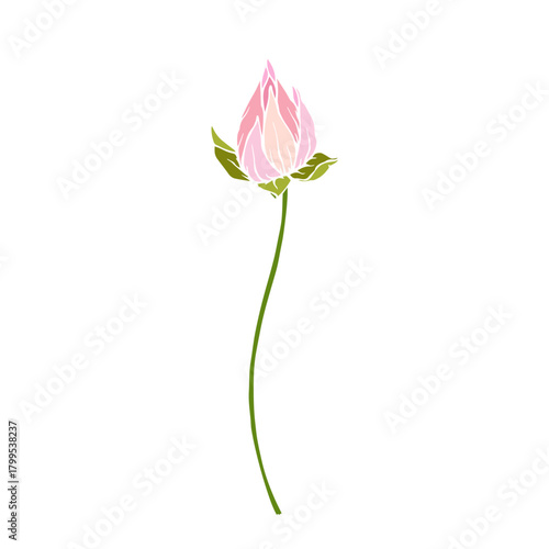 Colorful aquatic plant, lotus flower. Decorative botanical element. Vector graphics.