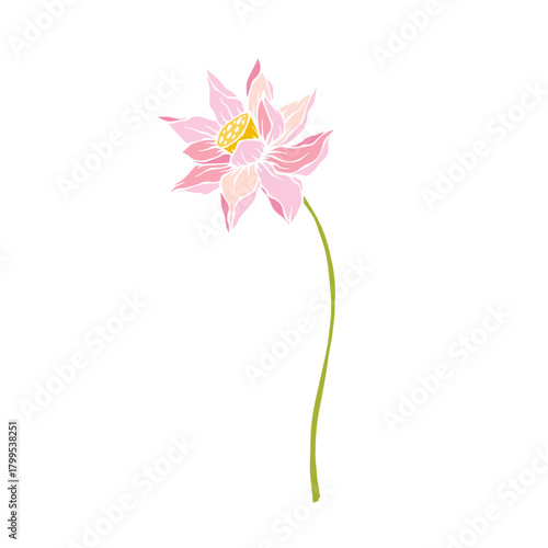 Colorful aquatic plant, lotus flower. Decorative botanical element. Vector graphics.
