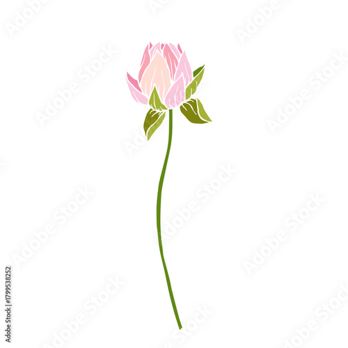 Colorful aquatic plant, lotus flower. Decorative botanical element. Vector graphics.