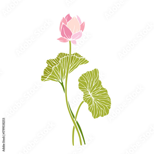 Colorful aquatic plant, lotus flower. Decorative botanical element. Vector graphics.