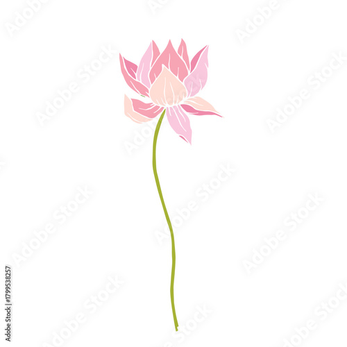 Colorful aquatic plant, lotus flower. Decorative botanical element. Vector graphics.