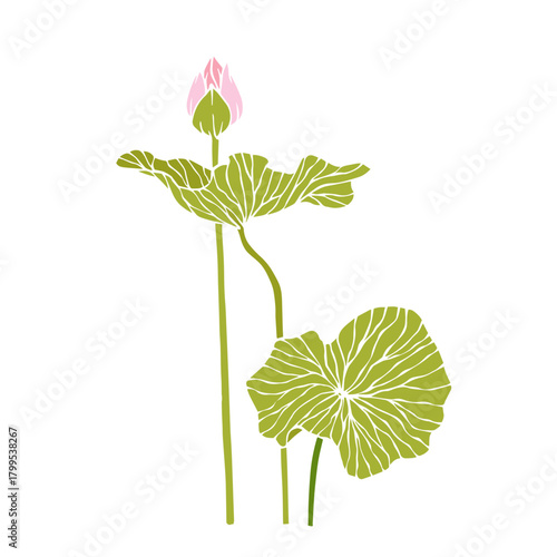 Colorful aquatic plant, lotus flower. Decorative botanical element. Vector graphics.