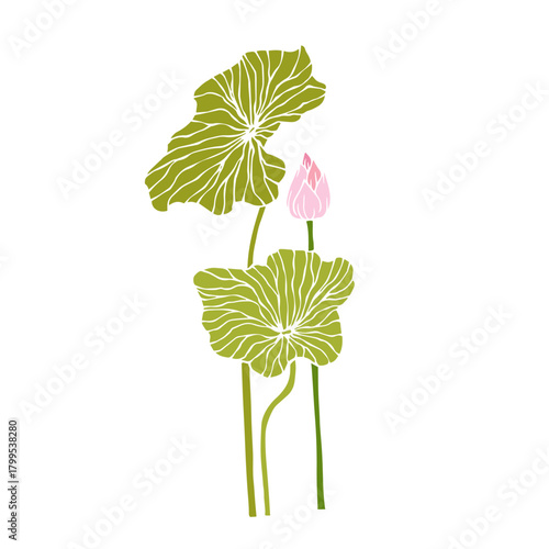 Colorful aquatic plant, lotus flower. Decorative botanical element. Vector graphics.