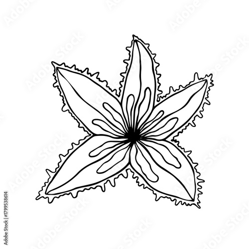 Sketch of an aquatic animal, a starfish. Vector graphics.