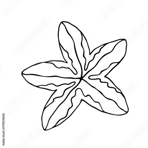 Sketch of an aquatic animal, a starfish. Vector graphics.