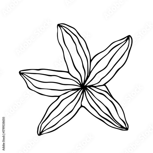 Sketch of an aquatic animal, a starfish. Vector graphics.